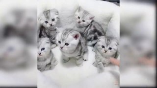 Tom and Jerry Show | Tom and Jeery Cartoon Video | Fun videos | Baby Cats - Cute and Funny Cat Videos Compilation | Cat fun videos