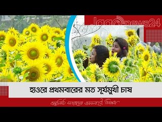 হাওরে প্রথমবারের মত সূর্যমুখী চাষ | Jagonews24.com