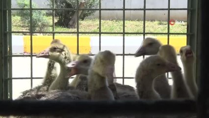 Mersin Büyükşehir Belediyesi'nden 100 üreticiye 10 bin kaz