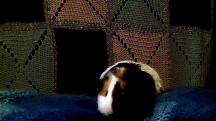 CAVIA PORCELLUS TURMERIC 102_4443