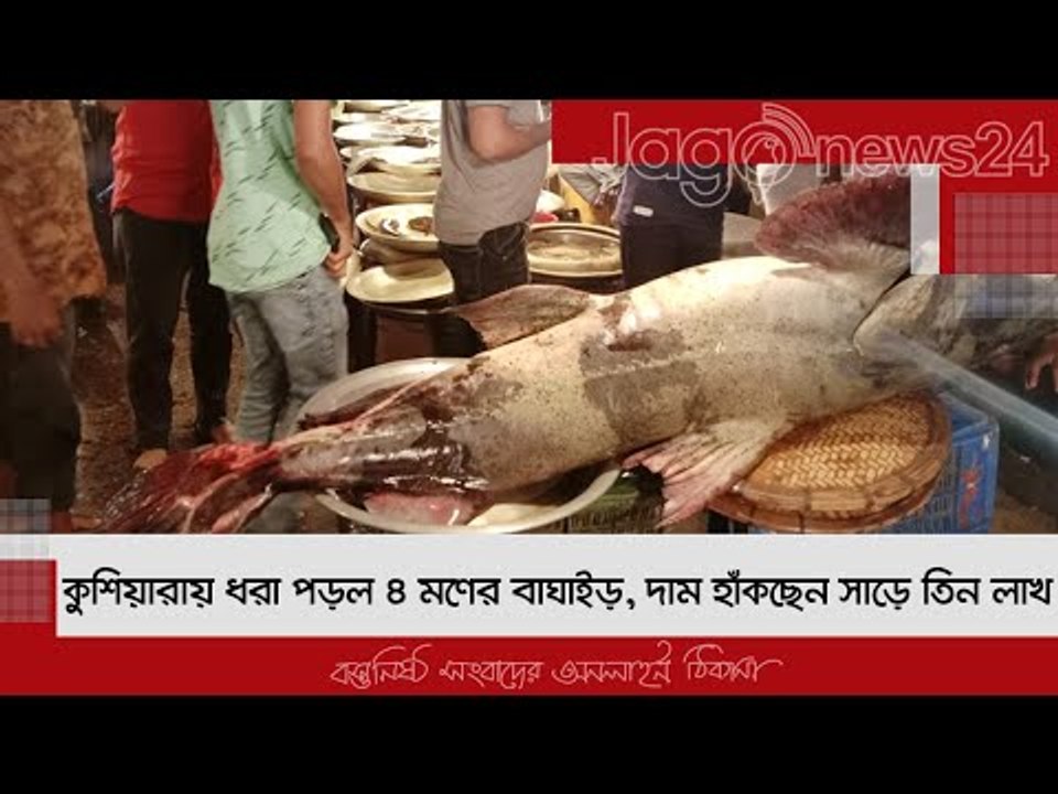 কুশিয়ারায় ধরা পড়ল ৪ মণের বাঘাইড়, দাম হাঁকছেন সাড়ে তিন লাখ | Jagonews24.com