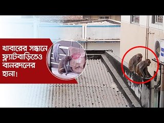 খাবারের সন্ধানে ফ্ল্যাটবাড়িতেও বানরদলের হানা! | Jagonews24.com