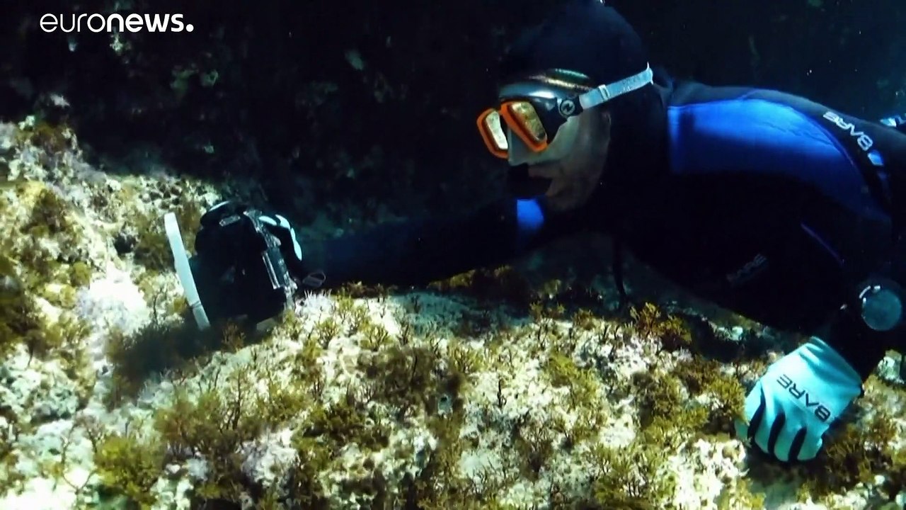 Σε κίνδυνο τα κοράλλια της Κύπρου λόγω της αύξησης της θερμοκρασίας