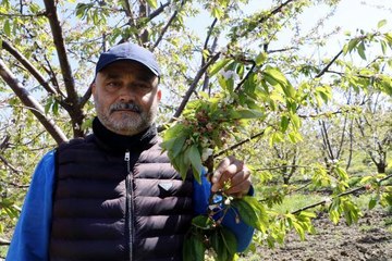 ÇAY BARDAĞINA SIĞMAYAN LAPSEKİ KİRAZI GÜN SAYIYOR