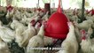 Burkina Faso: In the universe of laying hens