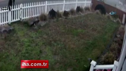 Tuzak hırsızın aklını başından aldı