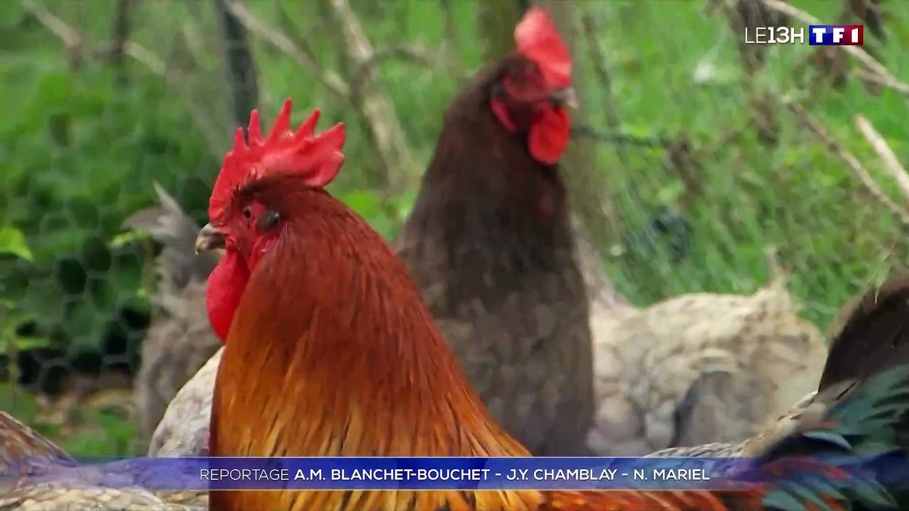 Jacques Legros pris d'un fou rire sur TF1