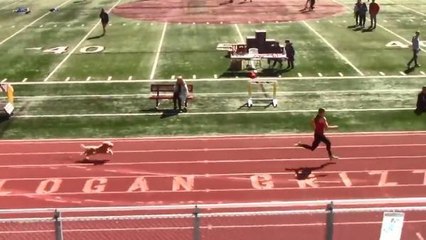 ABD'de tribünden atlayan köpek atletizm yarışmasını birincilikle bitirdi