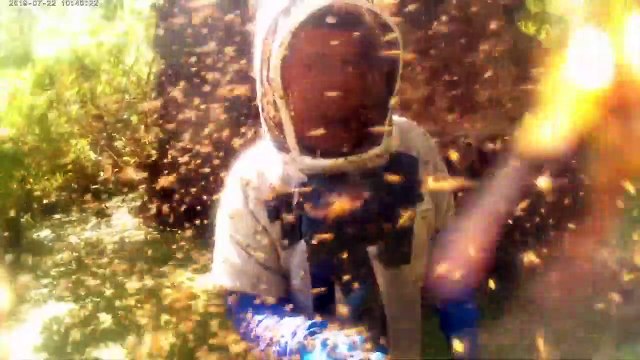 Top 10 Insectos Y Arácnidos Más Peligrosos Del Mundo