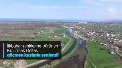 İlkbaharda Kızılırmak Deltası'ndan göçmen kuş görüntüleri