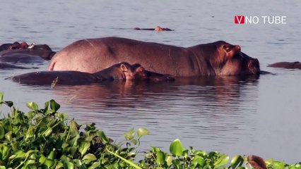 AVE SURFA NAS COSTAS DE HIPOPÓTAMO - V NO TUBE