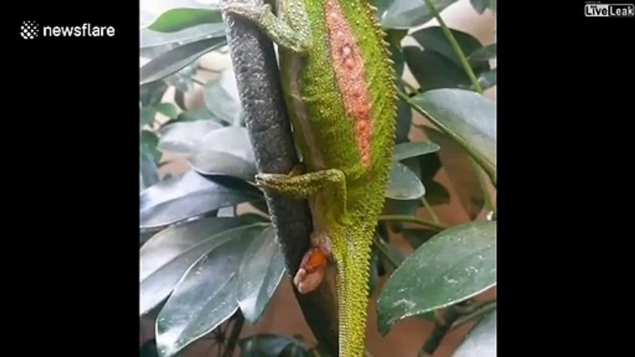 Assistez à la naissance de bébés caméléons... magnifique