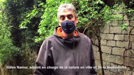 Chèvres et moutons s'installent à la Bastille et au parc Bachelard de Grenoble