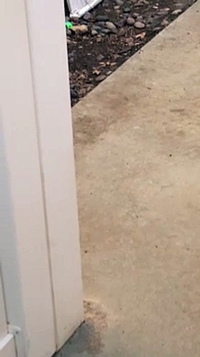 Rooster Caught Checking Itself Out