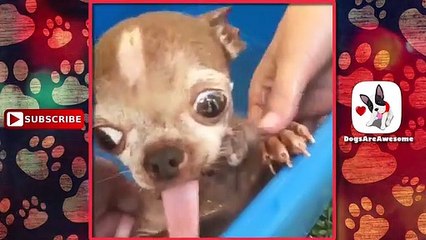 Lovely Puppies Loving Bath Time
