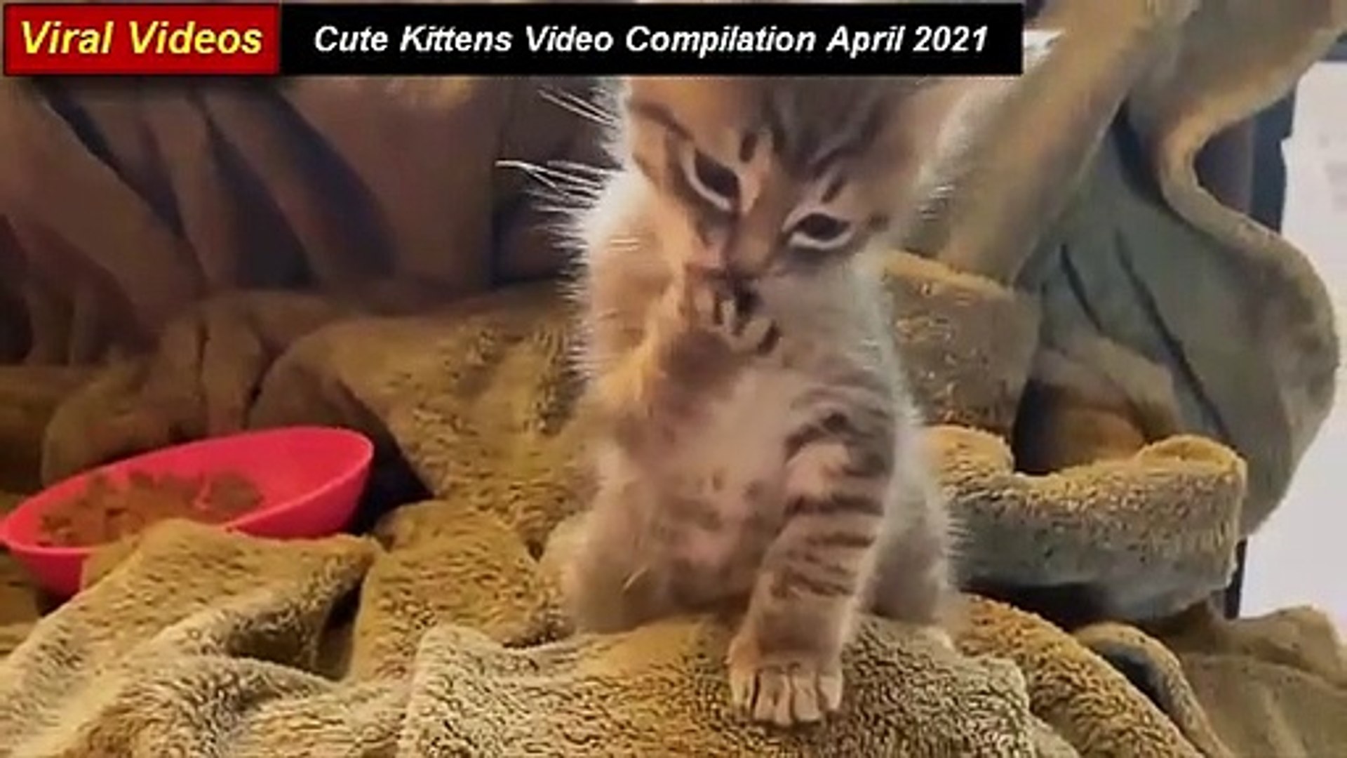 Baby Cats - Cute and Funny Cat Videos Compilation #6 - video