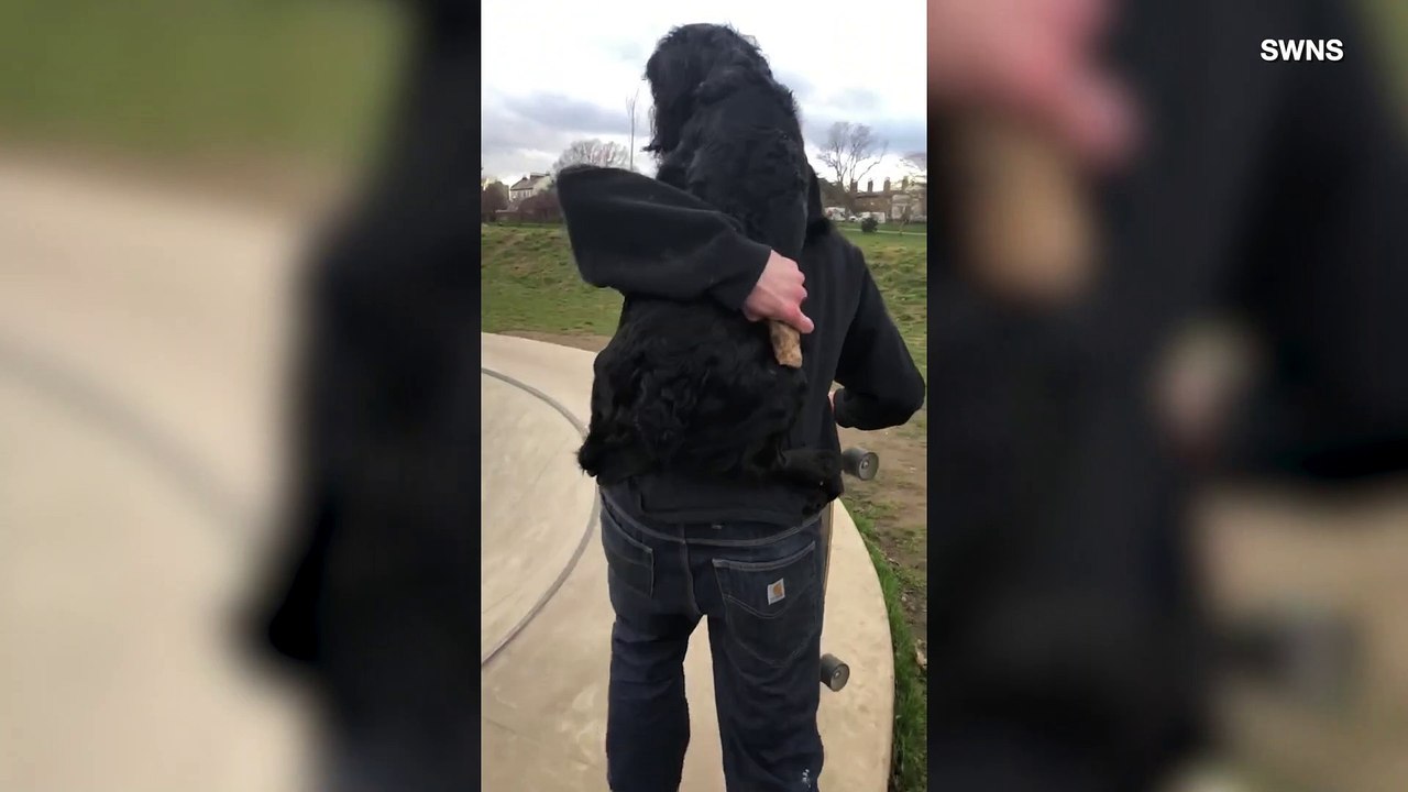 This Adorable and Adventurous Dog Loves to Skateboard
