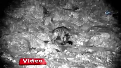 Çizgili sırtlan kameraya yansıdı