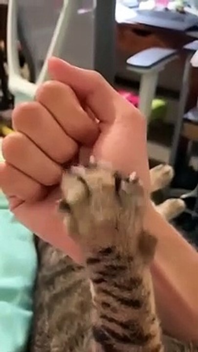 funny momen cats