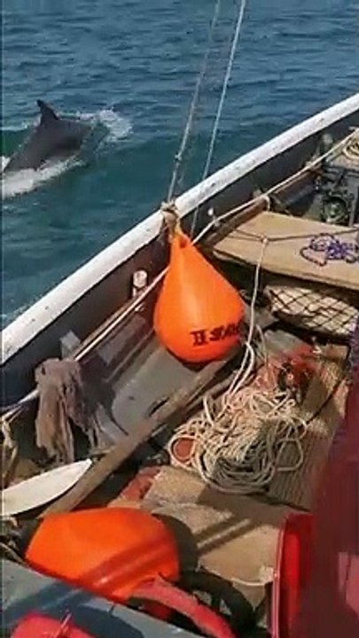 Bottlenose dolphins swimming off the coast near Scarborough