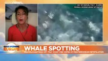Napoli: nel golfo c'è Wally, una balena grigia da salvare