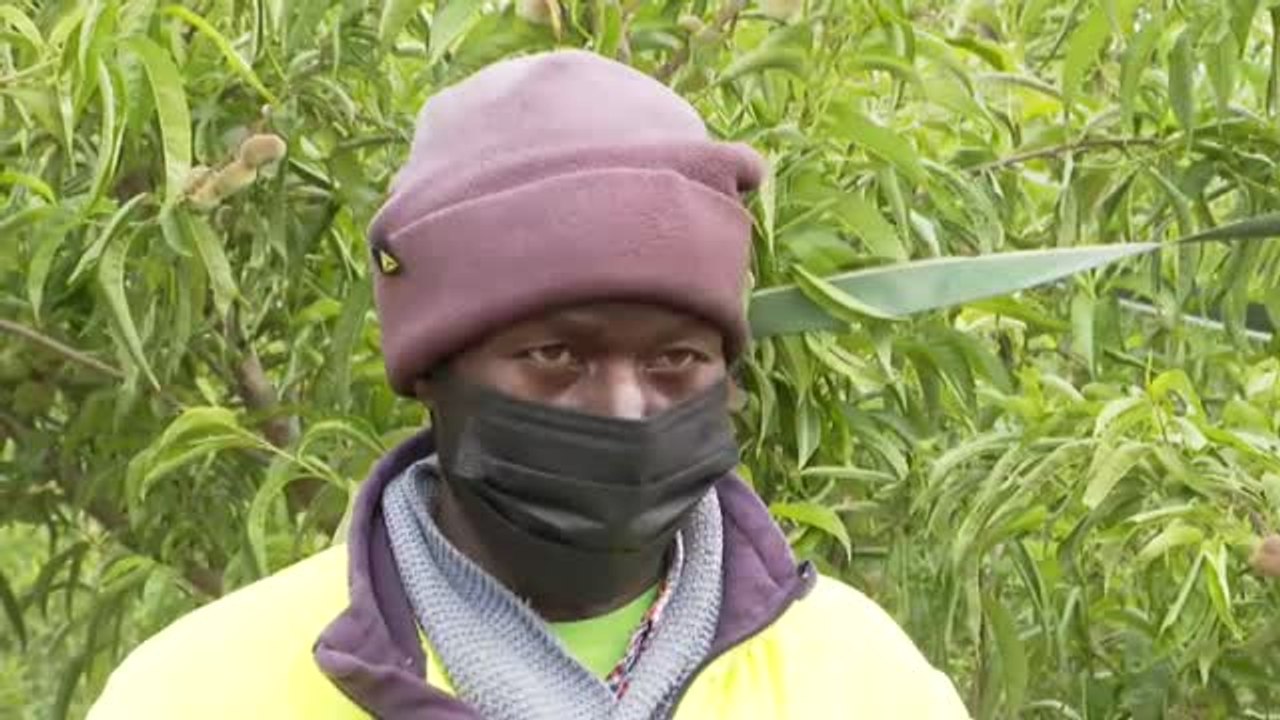 Llegan los primeros temporeros a Lérida para la campaña de la fruta