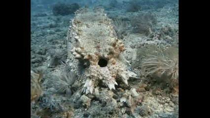 दुनिया के अजीब जानवर I Strange animals of the world - Amazing Facts In Hindi #9