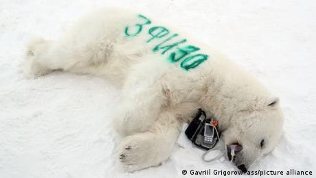 Wie wirkt der Klimawandel auf Tiere?