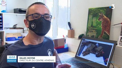 Biodiversité : le lynx, une espèce à protéger de toute urgence