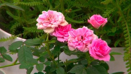 bd-las-rosas-sus-cuidados-y-formas-de-reproducirlas-230421