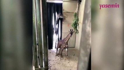 Baba olan zürafanın tepkileri sosyal medyayı salladı!