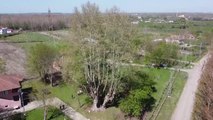 1100 yıllık çınar ağacı bakıma alındı