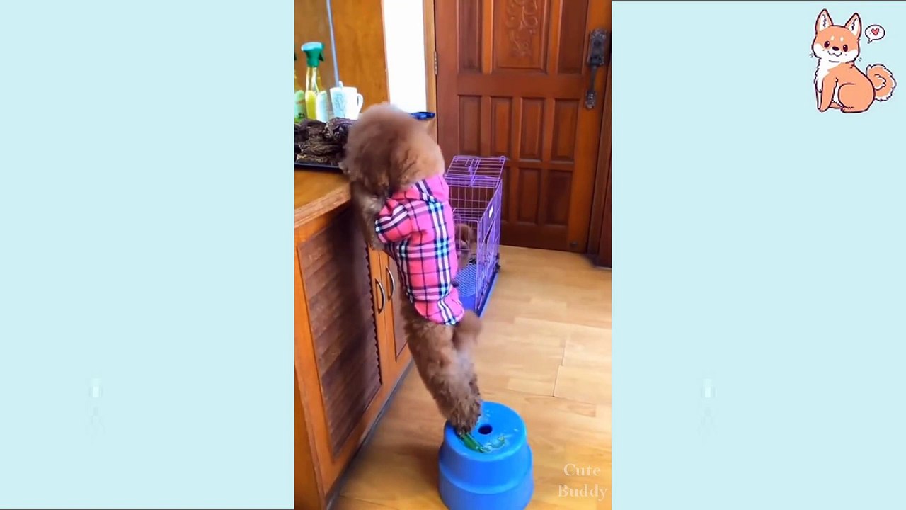 Cute Puppies  Cute Funny and Smart Dogs Compilation#3