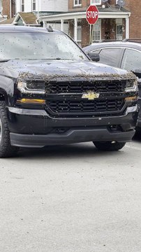 Swarm of Bees in Pennsylvania Parking Lot