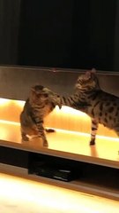 Mixed Messages from Two Cats