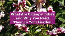 What Are Orienpet Lilies and Why You Need Them in Your Garden