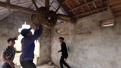 Serpents tout terrain