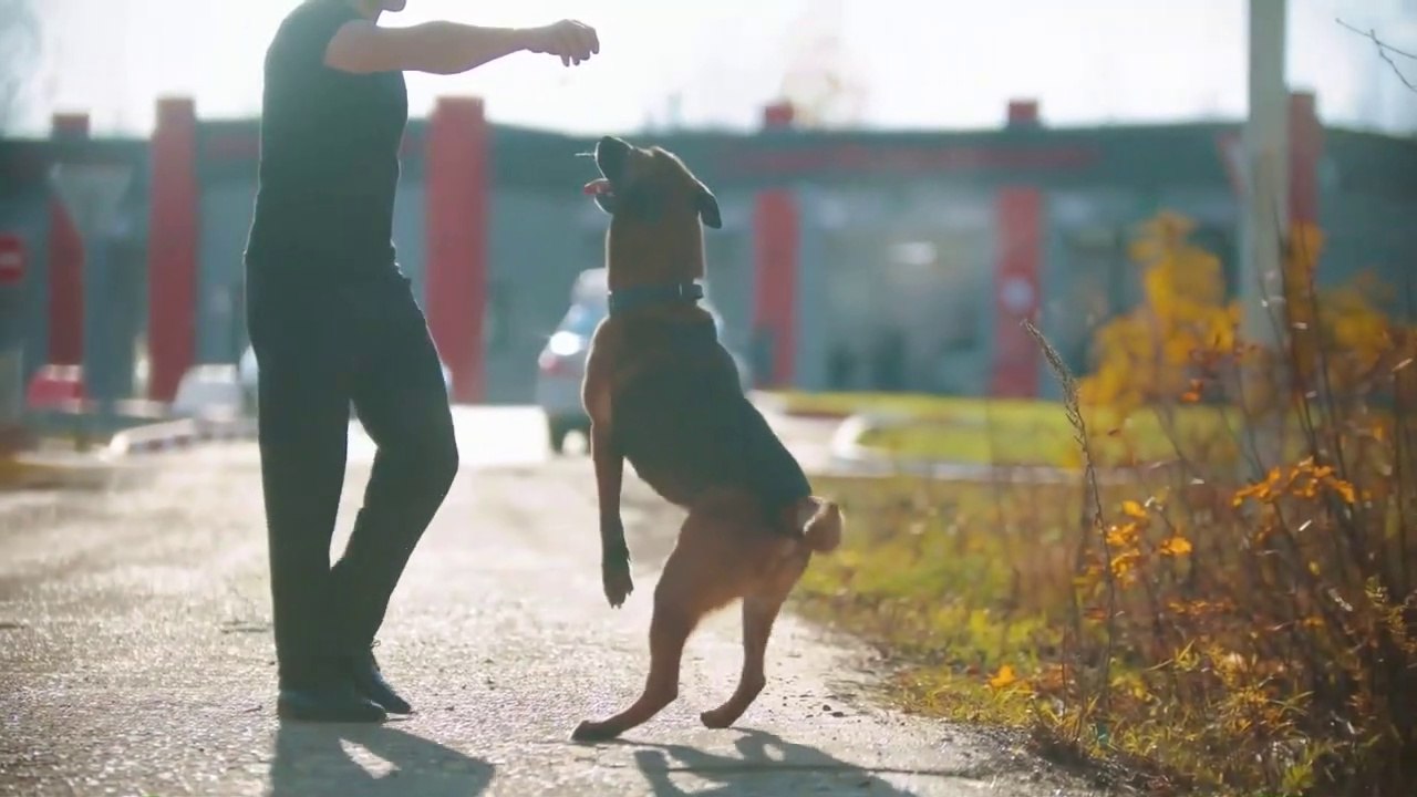 Basic Dog Training – TOP 10 Essential Commands Every Dog Should Know!