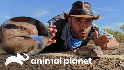 Vídeos de Animal Planet Latinoamérica - Dailymotion