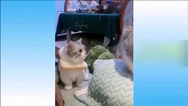 Essayer De Ne Pas Rire Vidéo Drôle 2020 Animaux Drôles Chats Chiens