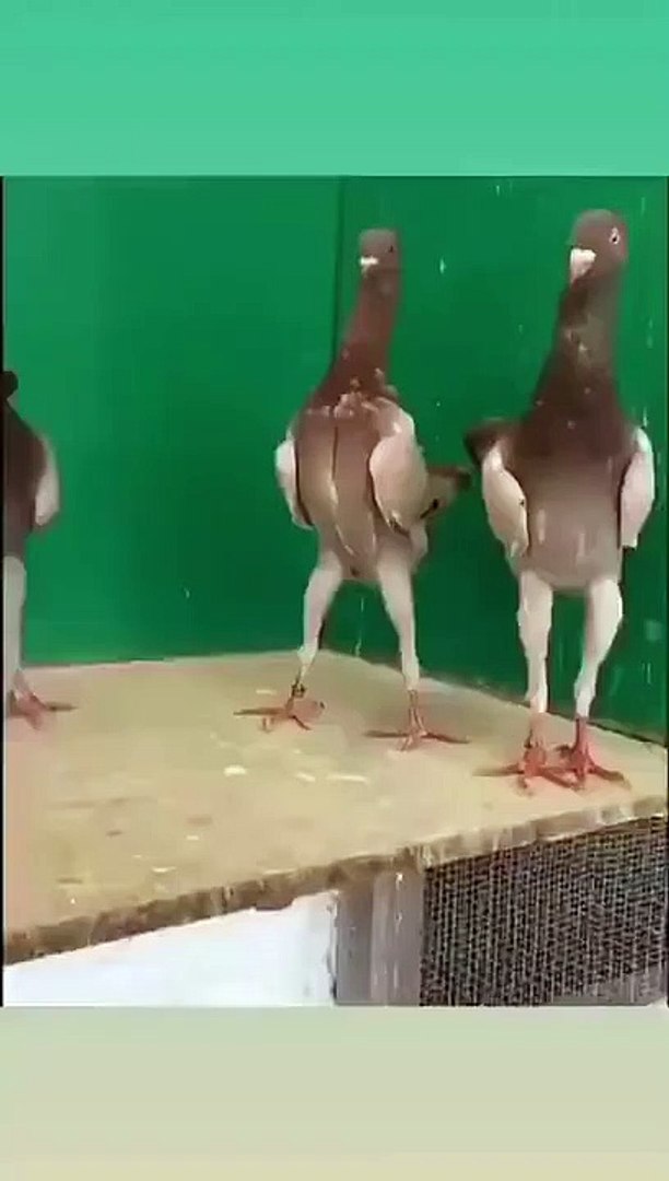 Best videos, Top videos, Viral videos Funny videos no. 158