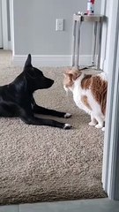 Dog Shows Off New Rollover Trick to Kitty