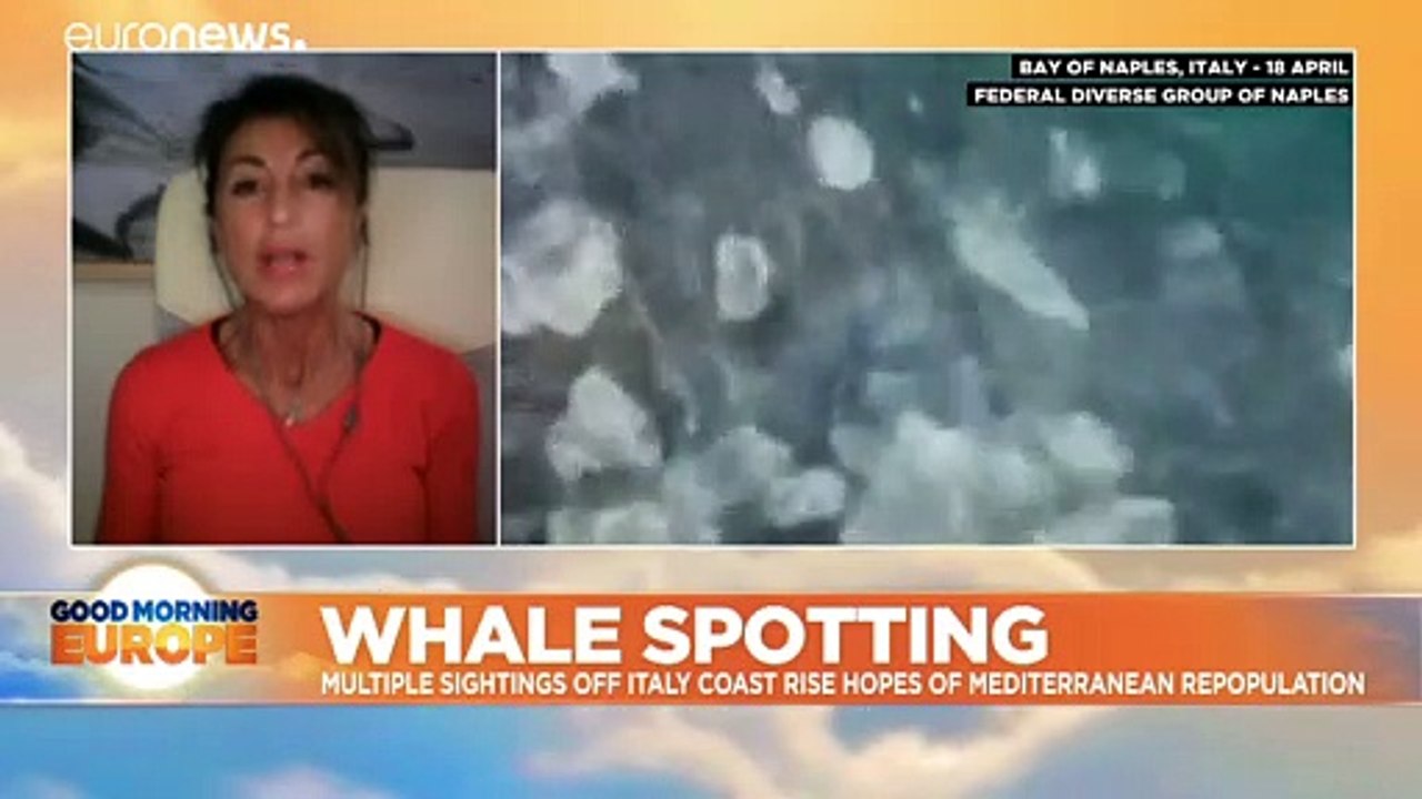 Dünn und allein: Bangen um Pazifikwal Wally im Meer vor Rom