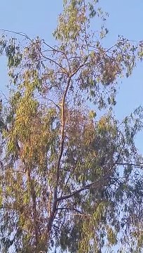 Tôt Le Matin, Les Chant Des Oiseaux Et D'Animaux Annonceant Le Début D'Une Nouvelle Journéeفي .ا