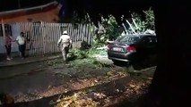 Árvore de grande porte cai em cima de carros em Apucarana