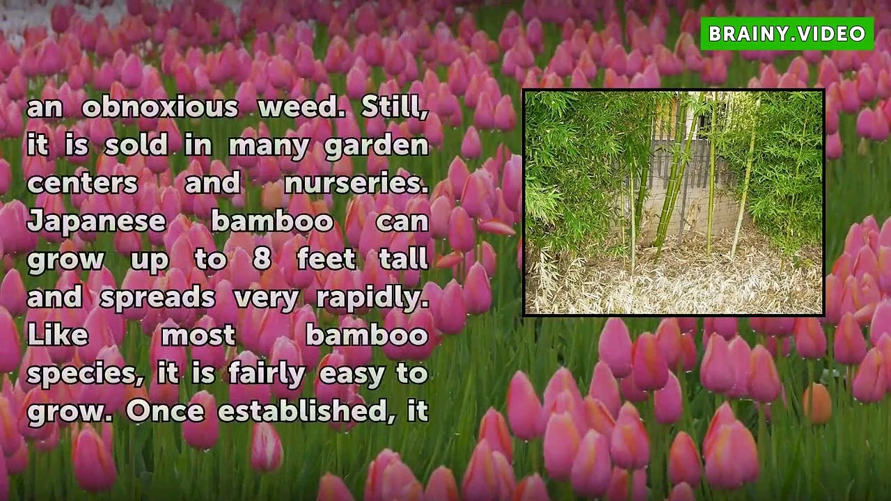 How To Grow Japanese Bamboo Plants video Dailymotion