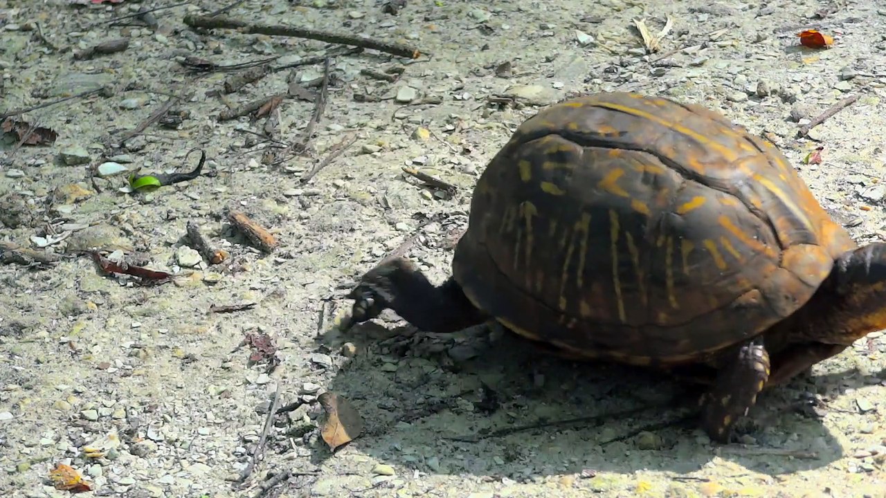 Box Turtle
