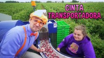 Blippi visita un granja de cerezas | Videos Educativos para Niños part 1