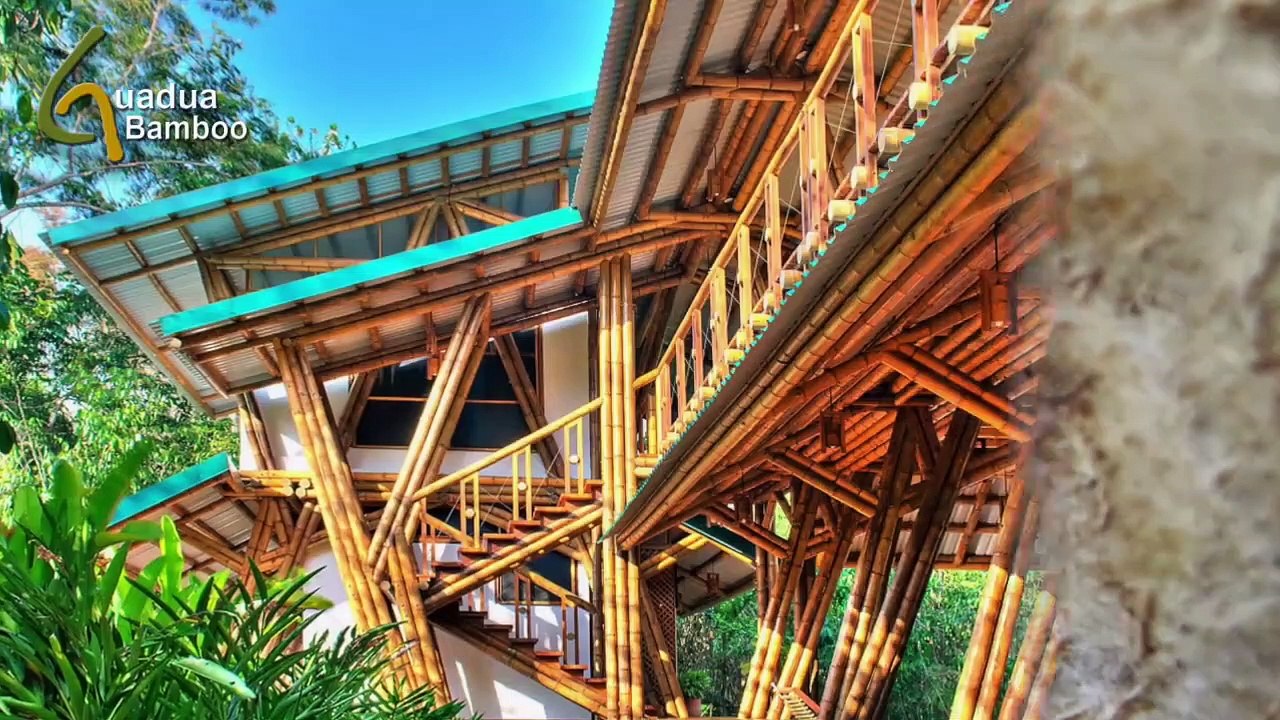 Guadua Bamboo Harvest And Treatment Process
