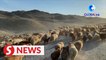 Xinjiang herders begin transferring livestock to spring pastures